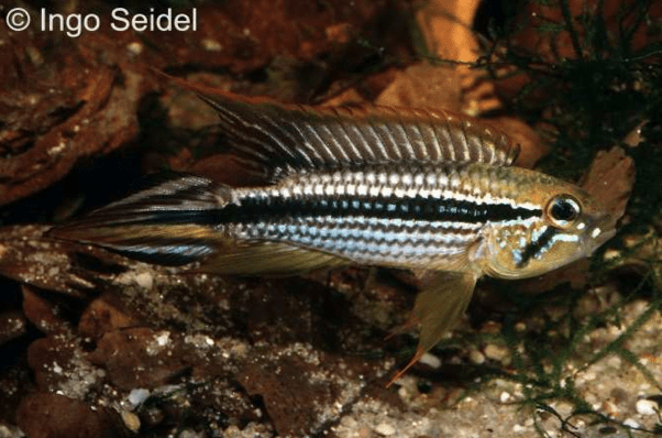 Apistogramma agassizii - Agassiz-Zwergbuntbarsch - my-fish