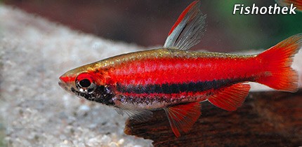 fische