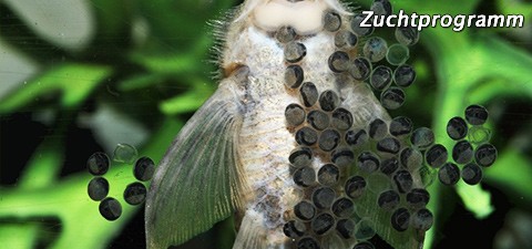 zuchtprogramm
