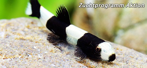 zuchtprogramm_aktion