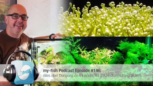 Pflanzenpflege - Dein kleiner Unterwassergarten - my-fish - Aus Freude an  der Aquaristik