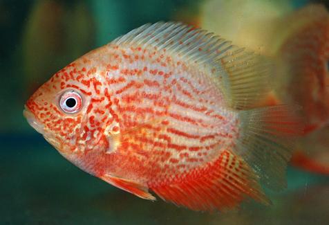 Cichlasoma_severum
