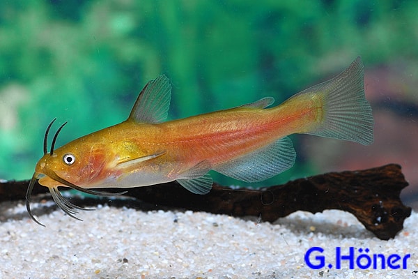 Ictalurus nebulosus Zwergwels Katzenwels n3 Zwergwels