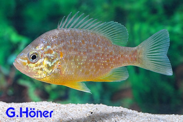 Lepomis gibbosus Sonnenbarsch n1 Sonnenbarsch