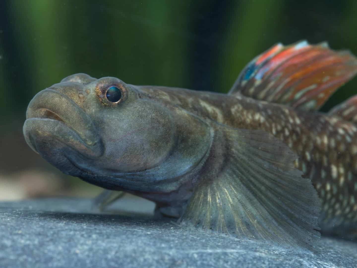 Rhinogobius szechuanensis ist eine seltene Grundel-Art, bei bei my-fish nachgezüchtet werden kann. Veröffentlichung nur in Verbindung mit dazugehörendem Dokument honorarfrei Copyright: WZF