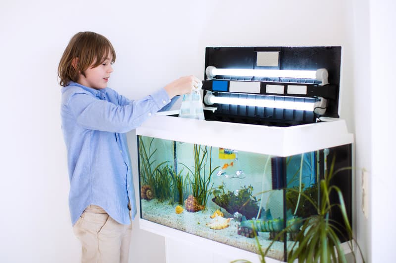 Ein Aquarium muss mehrere Wochen einlaufen, bevor Fische eingesetzt werden können