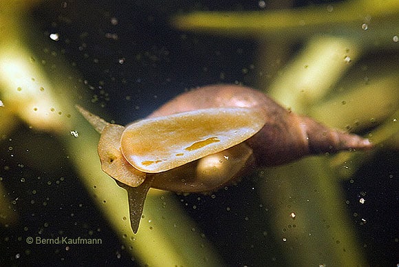 diese Schnecke frisst den Biofilm