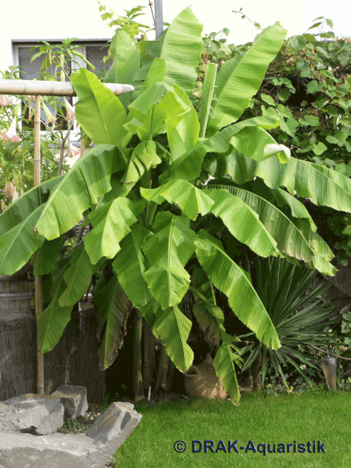 Bild: DRAK - Aquaristik; Bananenstaude   