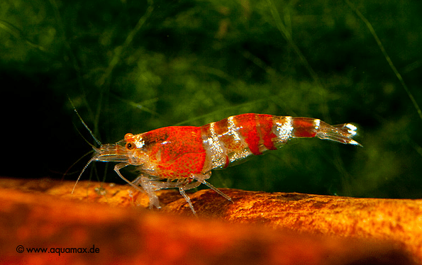 Bild: Aquamax.de