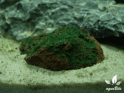 Bild: aQuaBits Welt der Tiere