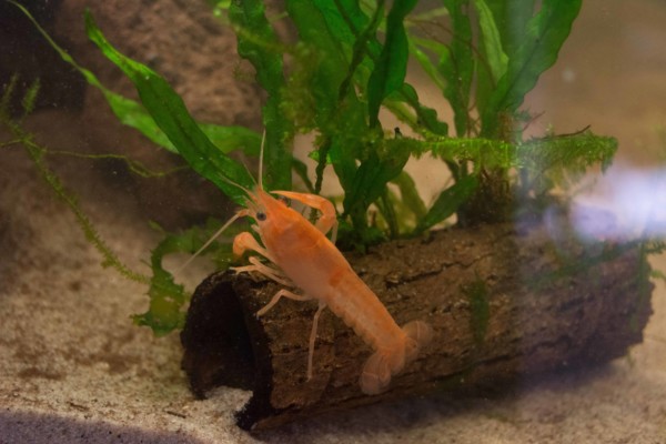 Krebsaquarium Kids