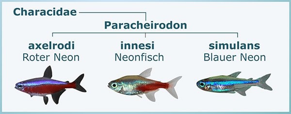 Gattung Paracheirodon