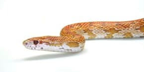 csm Kornnatter Pantherophis guttata hb klein 01 a0547c5b62