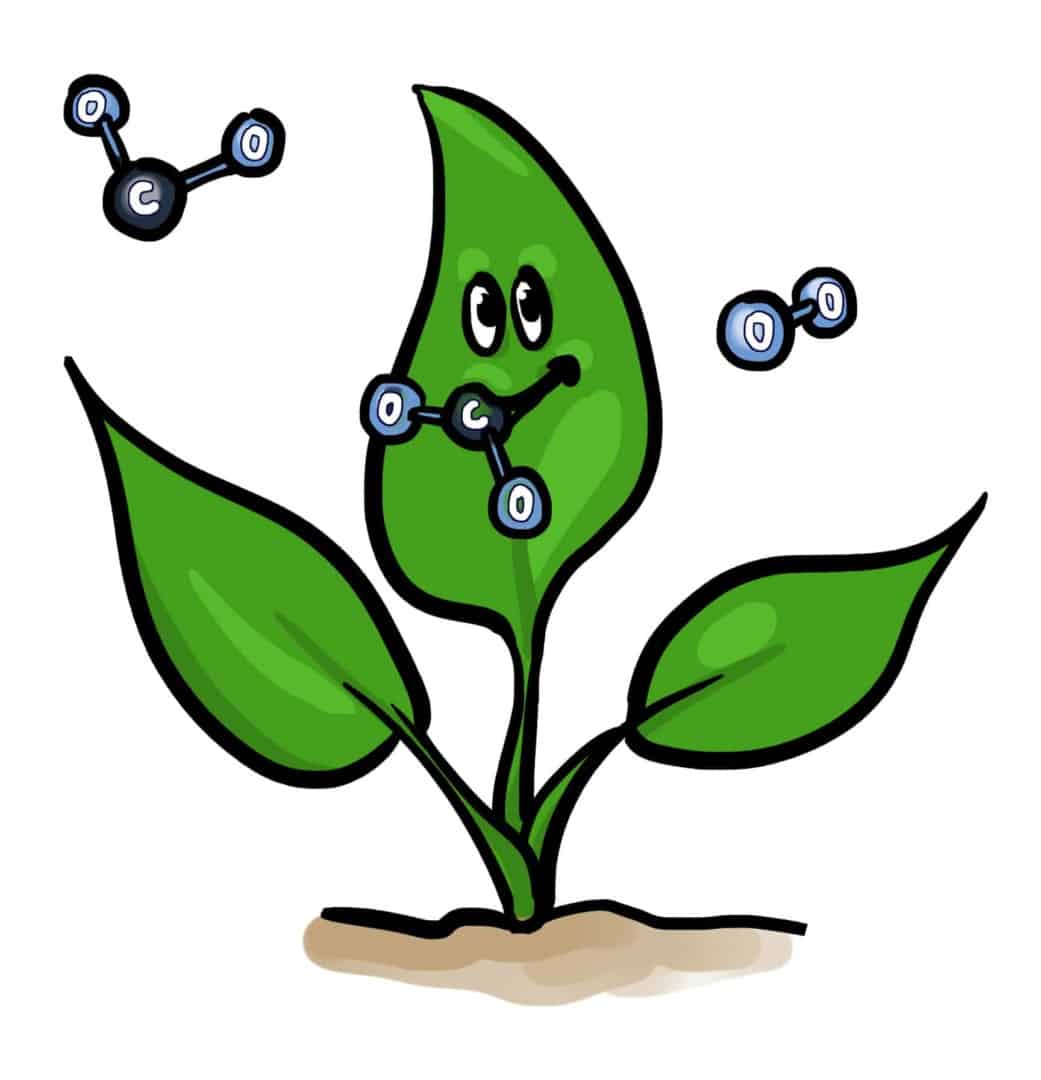 Pflanze_CO2