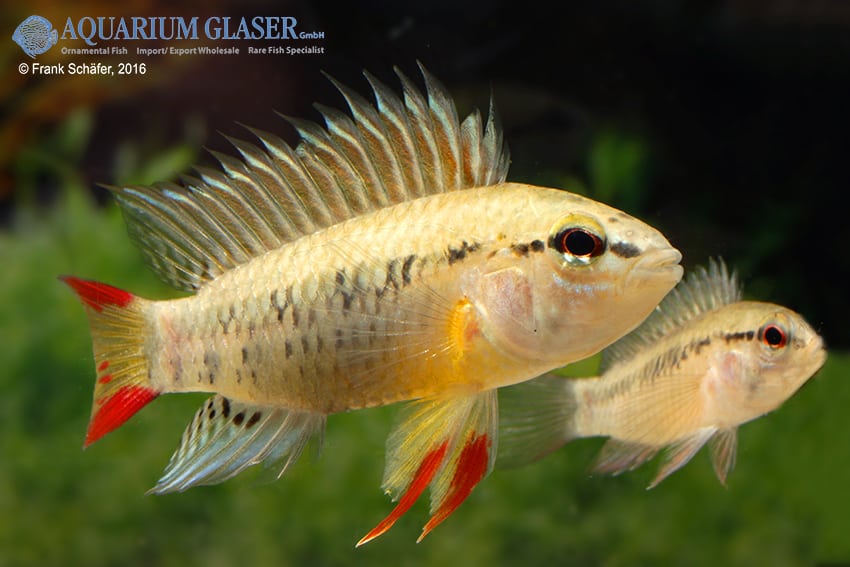 Apistogramma macmasteri Tame Paar