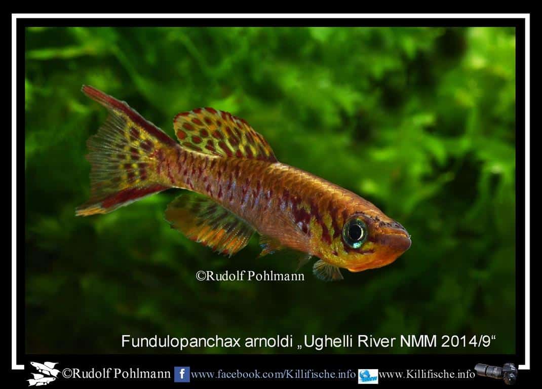 fundulopanchax arnoldi ughelli-river-nmm-2014-9-a