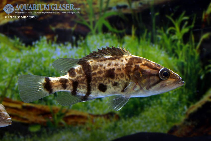 coreoperca cf. liui