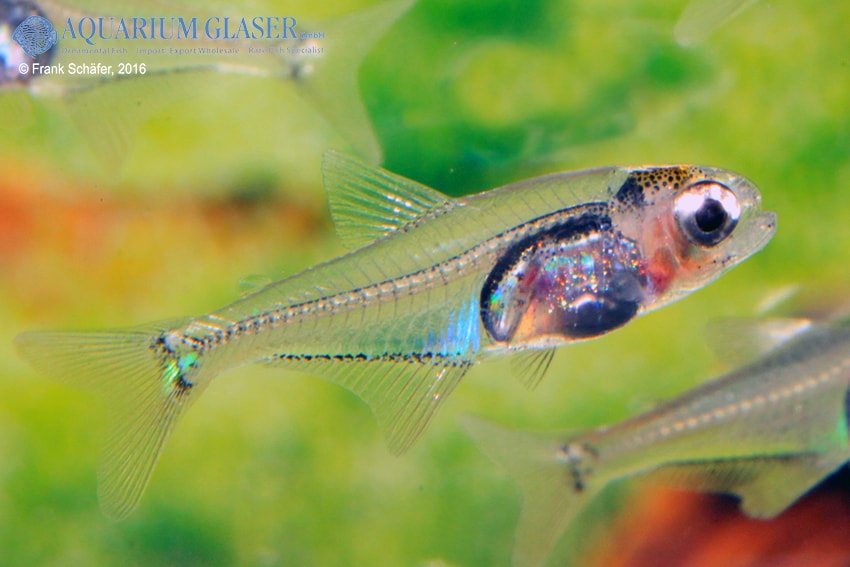 Cyanogaster cf. noctivaga