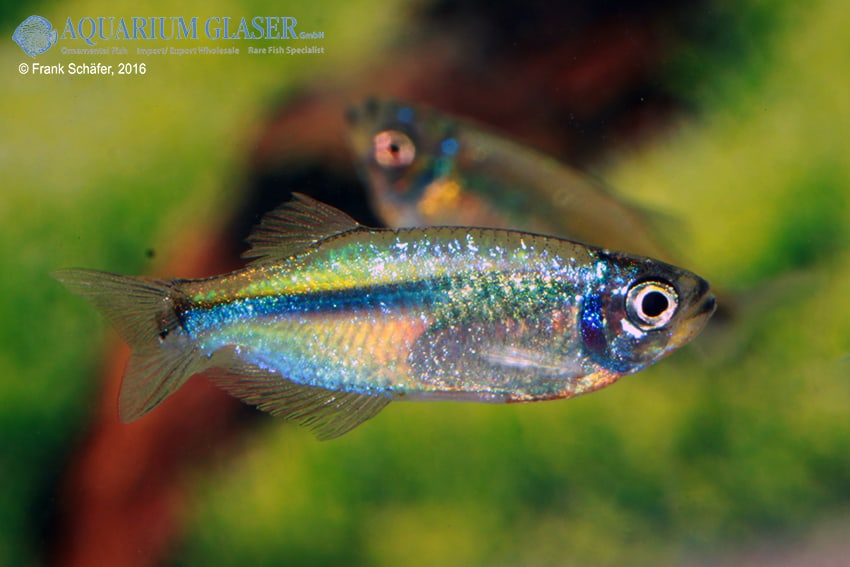 tyttocharax tambopatensis