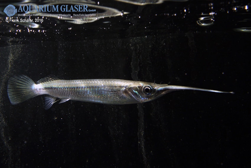 zenarchopterus dunckeri