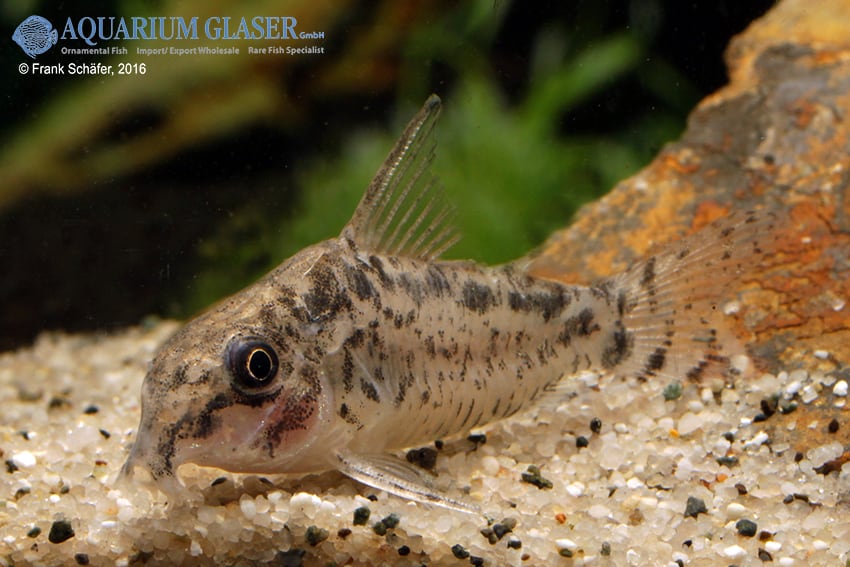 Corydoras sp . C20
