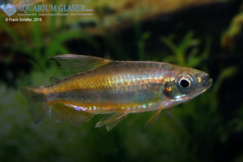Phenacogrammus aurantiacus