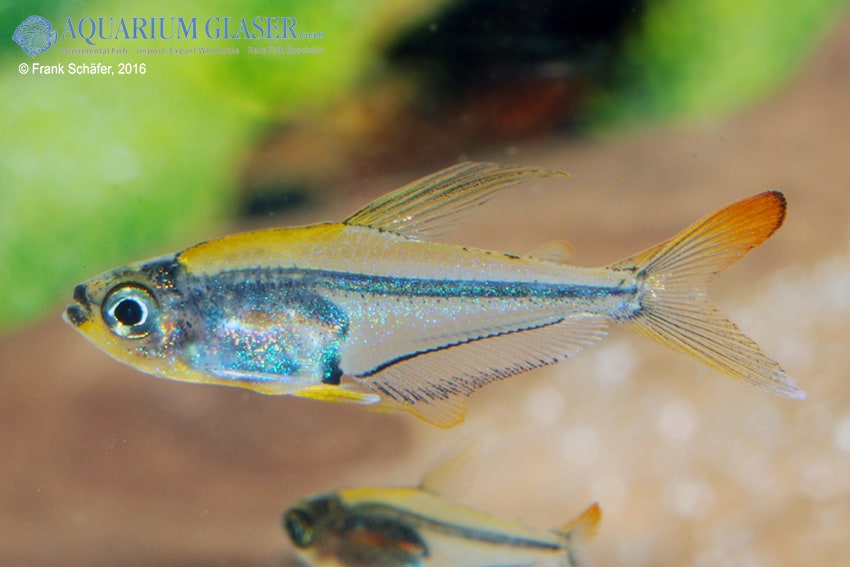 Trochilocharax ornatus