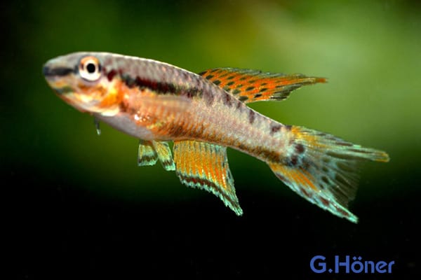 Chromaphyosemion bivittatum Quelle: G. Höner - Zierfischgroßhandel