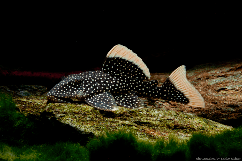 L081 Baryancistrus xanthellus WF Brasilien 6-8cm