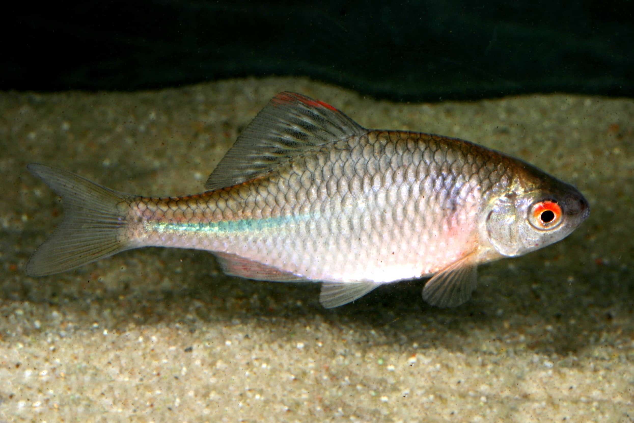 download 4865 3 Foto: FLH. - Der Bitterling ist ein Schwarmfisch. Es sollten daher immer mindestens fünf bis sieben Tiere zusammenleben.