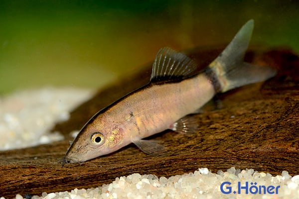 Quelle:  Aquarium Glaser GmbH
