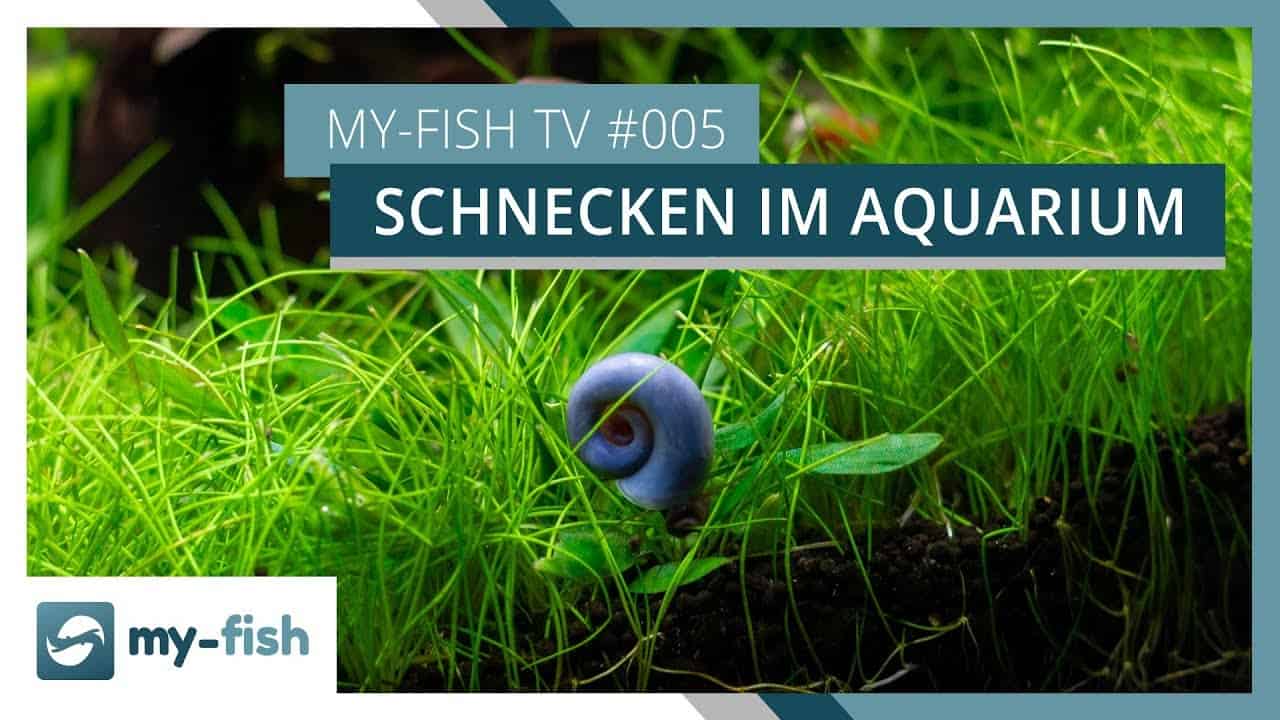 my-fish TV Episode 5