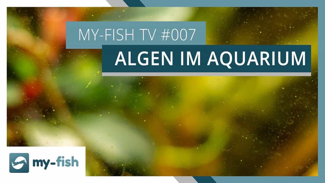my-fish TV Episode 007