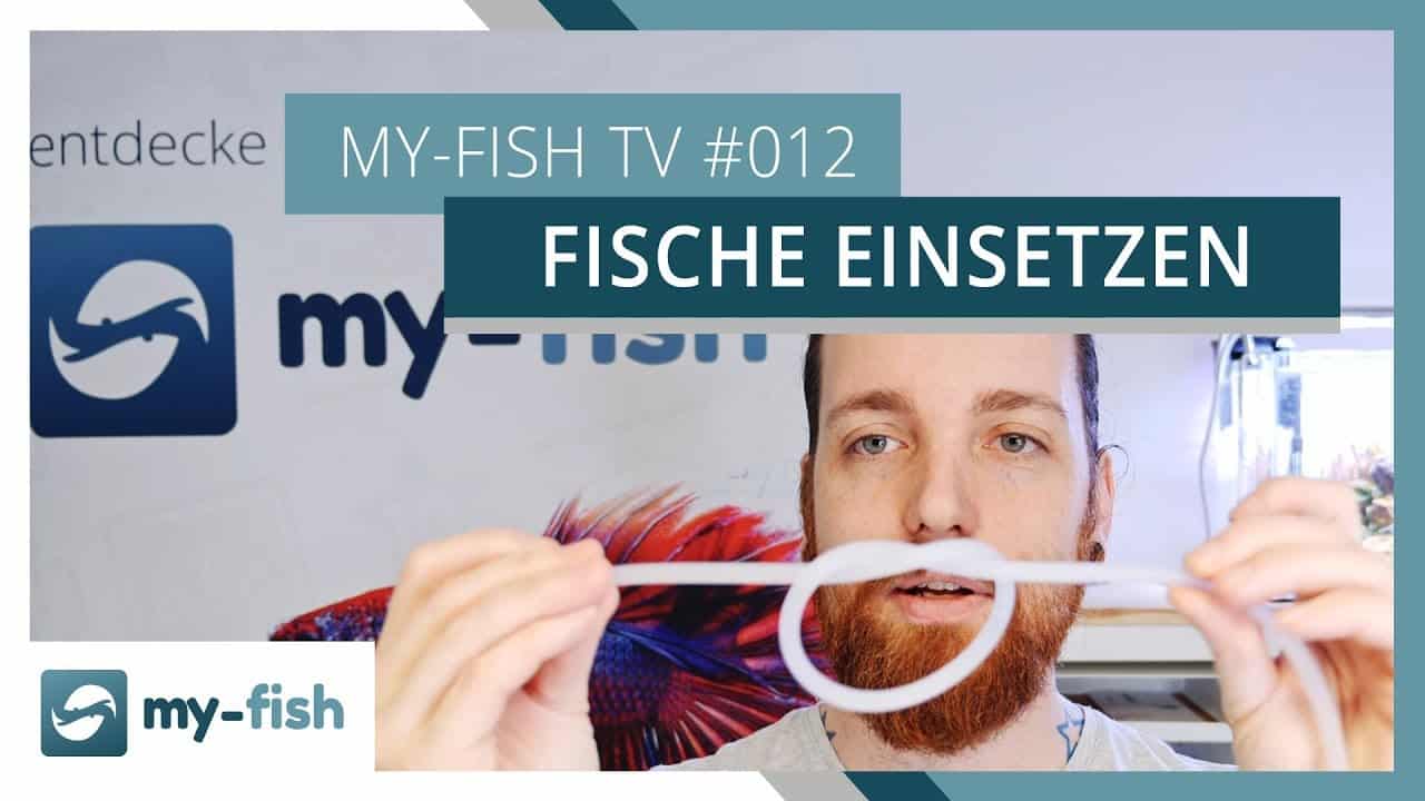 my-fish TV Episode 012