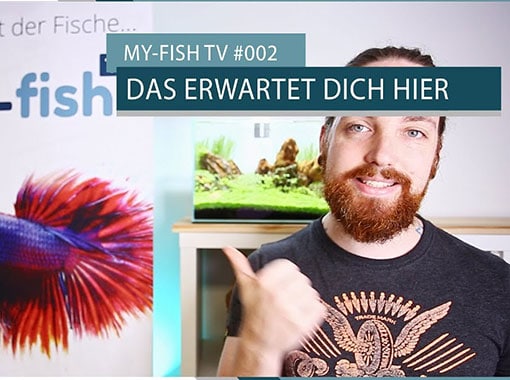 myfishtv002.jpg