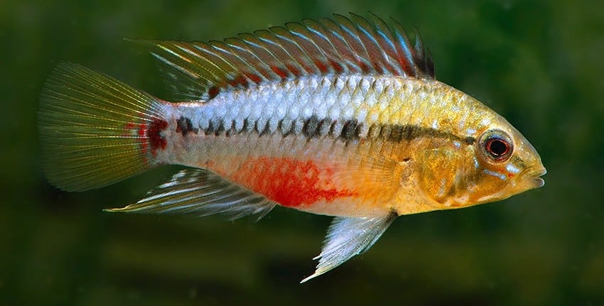 Apistogramma hongsloi Red Line