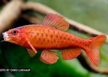 Energie sparen im Aquarium: Kaltwasseraquarium und unbeheiztes Becken – geeignete Fische, Garnelen und Praxistipps