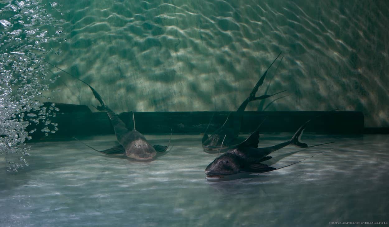 Pterosturisoma microps WF Peru 14-17cm