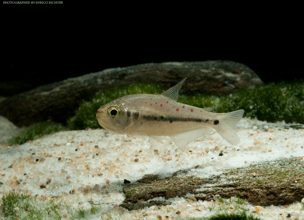 Pseudochalceus kyburzi 2,5-3,5cm