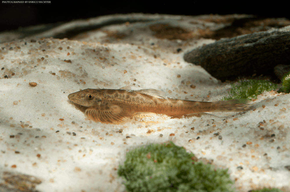 Hemimyzon nanesis 6-7cm