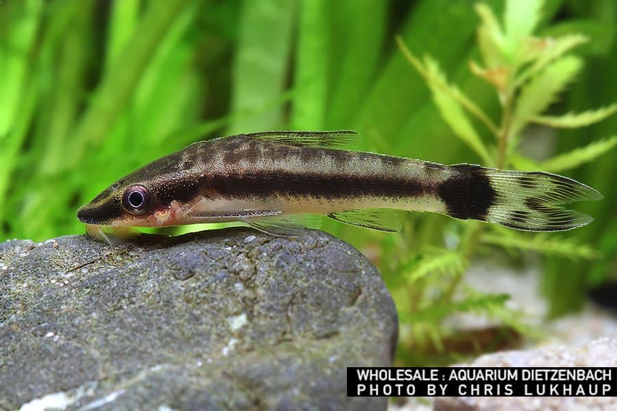Ohrgitter Harnischwelse - Otocinclus