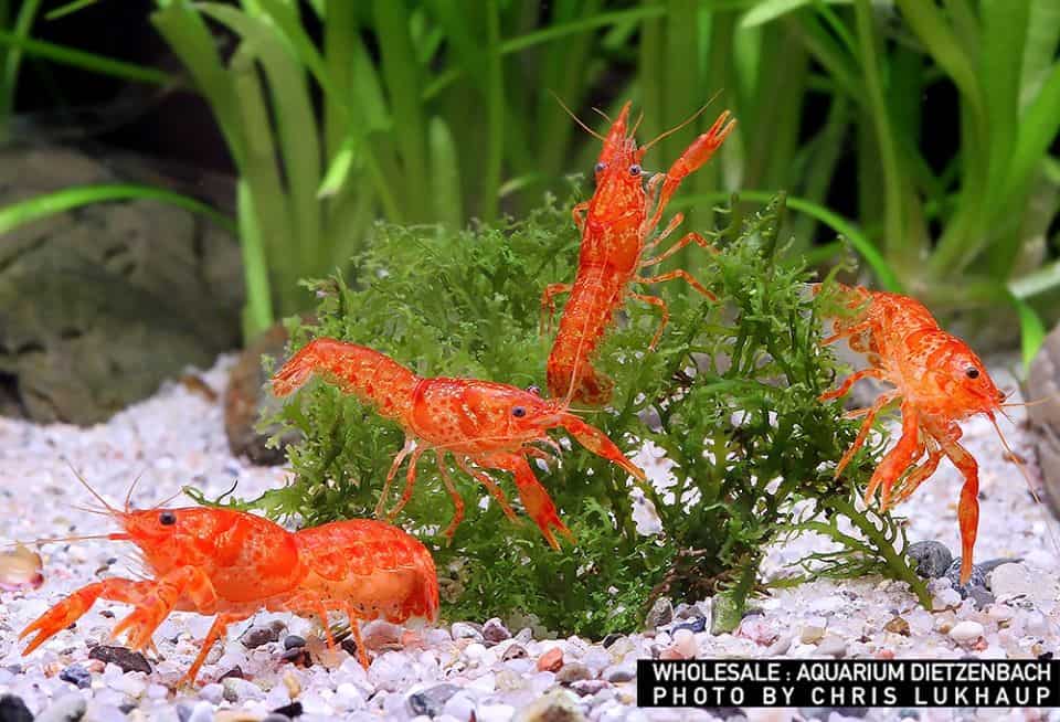 Cambarellus patzcuarensis