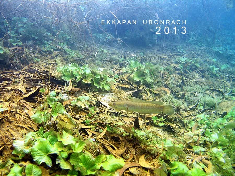 Channa striata