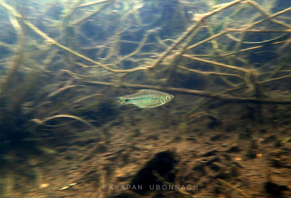 Rasbora "Short body"