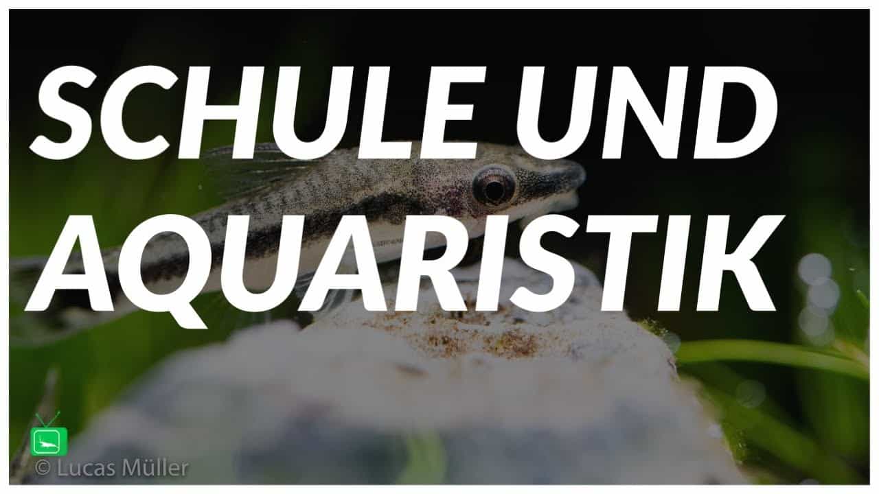 Schulaquarium