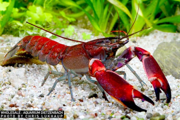 Cherax cf. bosemani - "red brick" Krebs