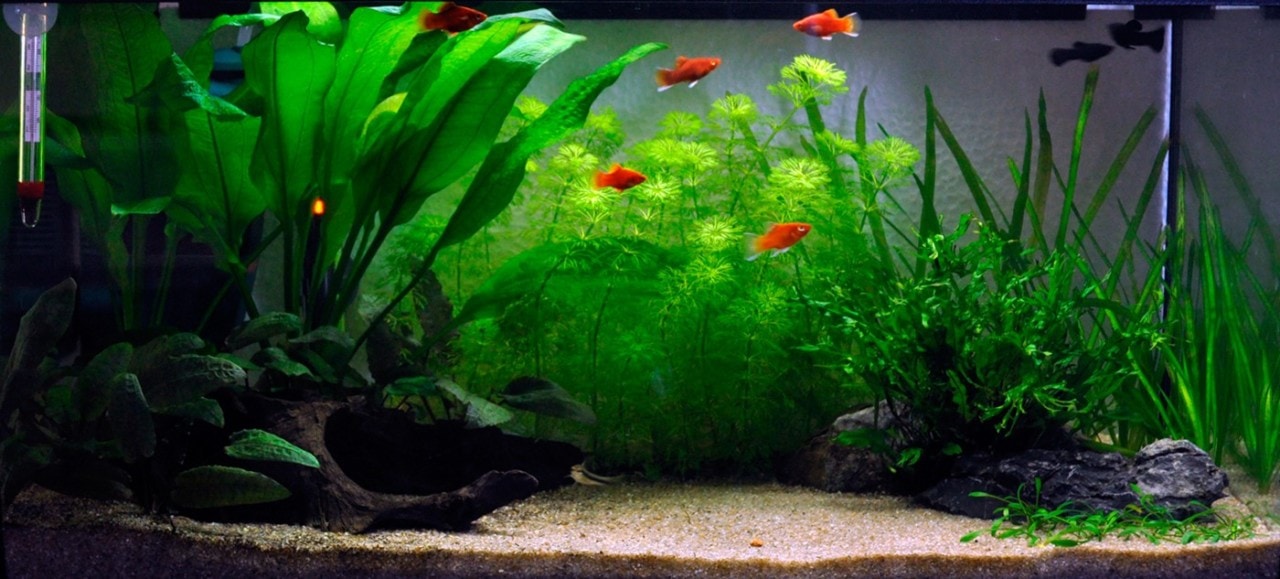 Aquarium Layout 1
