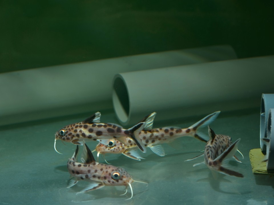 Synodontis multipunctatus - Kuckucks-Fiederbartwels, DNZ