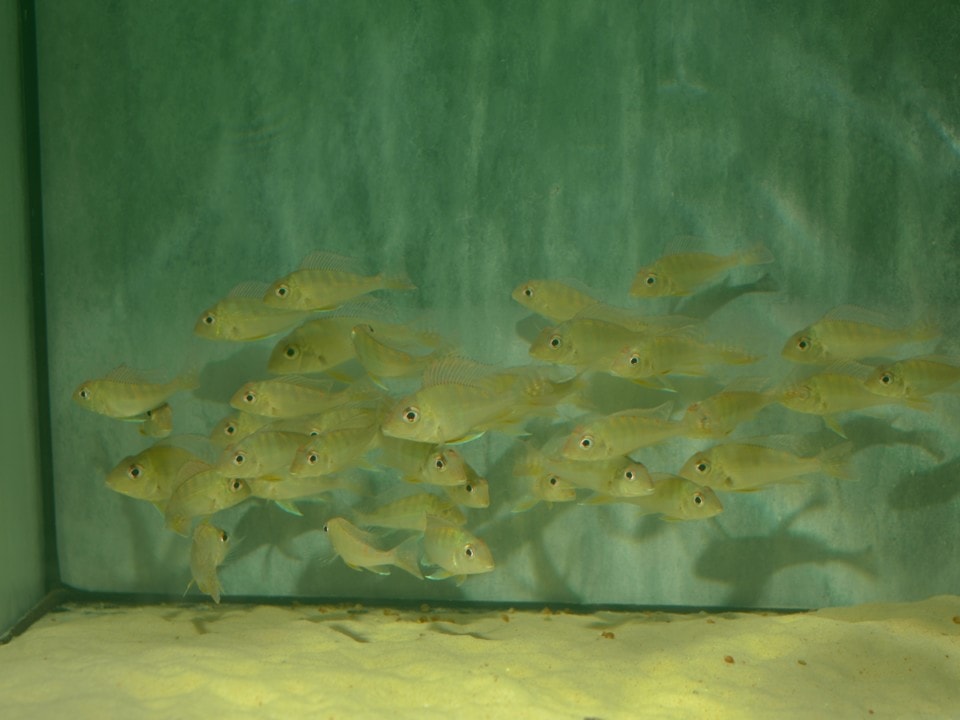 Geophagus cf. surinamensis - Surinam-Erdfresser, NZ