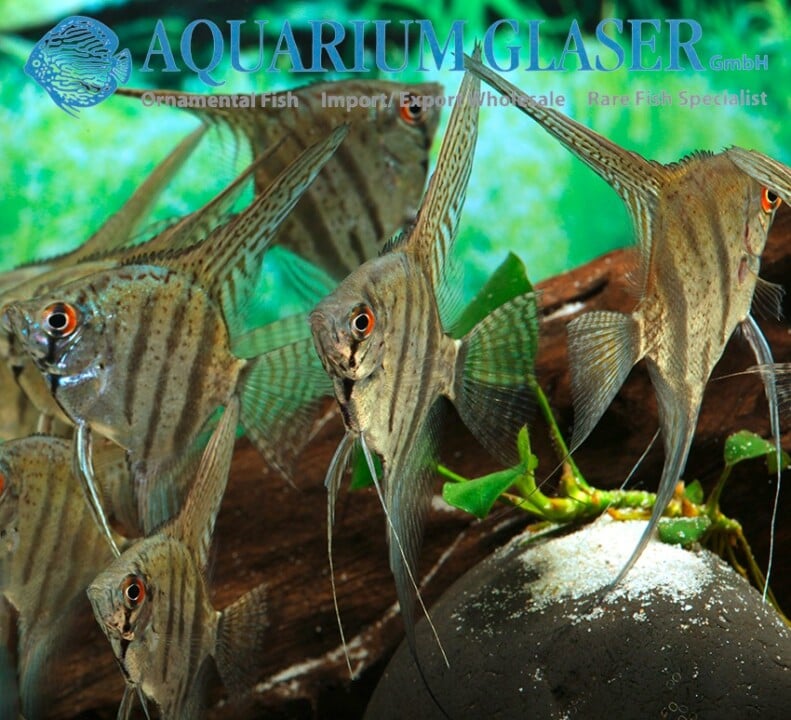 Pterophyllum „Zebra"